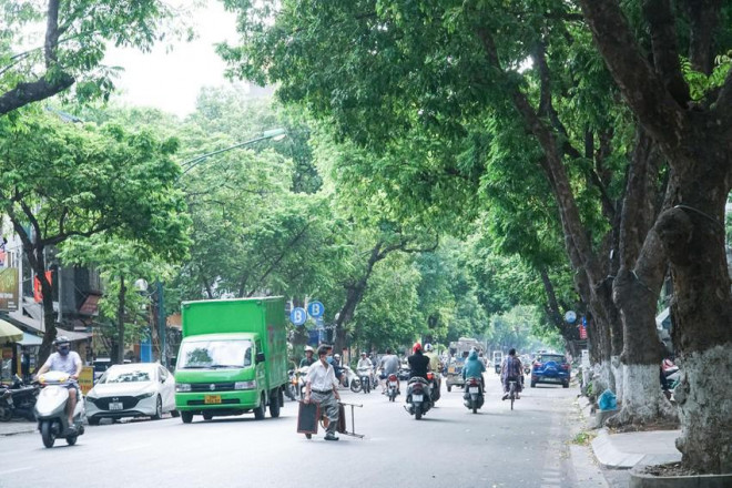 Cây sấu cổ thụ trên tuyến đường ở Hà Nội như Phan Đình Phùng, Trần Phú, Trần Hưng Đạo... đang sai trĩu quả.