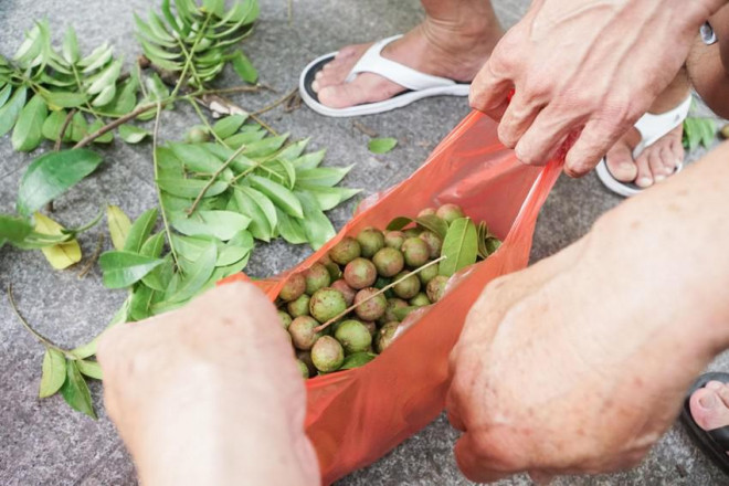 Những quả sấu tươi rói. Mỗi kg sấu có giá 20.000-25.000 đồng, nếu là đầu vụ có thể từ 35.000-40.000 đồng/kg.