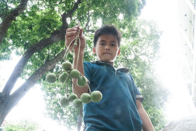 Em Huy, quê ở Thanh Hóa đã có hơn 4 năm theo cha thu hoạch sấu, công việc của hai cha con bắt đầu từ đầu tháng 6.