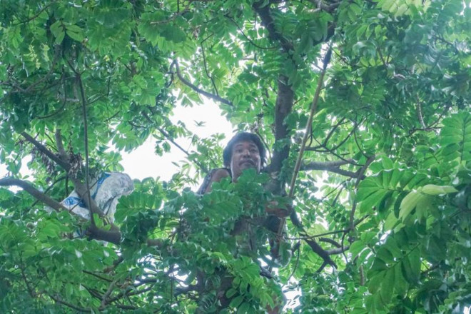 Nhiều người tranh thủ leo trèo thu hoạch sấu.