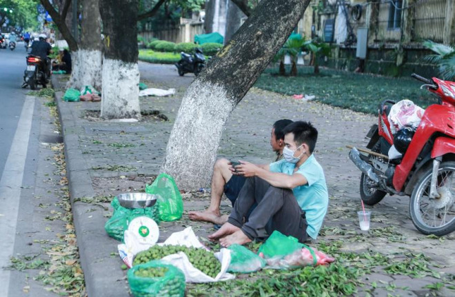 Anh Qúy, quê ở Phú Thọ đã có 7 năm hái sấu cho biết: "Công việc chính của tôi là đi đánh giày, nhưng khoảng nửa tháng nay tôi tạm gác lại để hái sấu trên các tuyến phố. Mỗi vụ tôi thu nhập khoảng 25 triệu đến 30 triệu đồng".