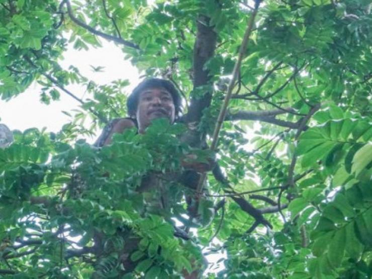 Tin tức trong ngày - Người ở quê ra phố hái sấu kiếm tiền triệu mỗi ngày