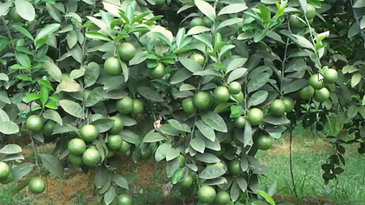 Các loại chanh thường trồng 15 tháng mới cho trái thì chanh tứ quý chỉ 3-5 tháng đã cho trái.
