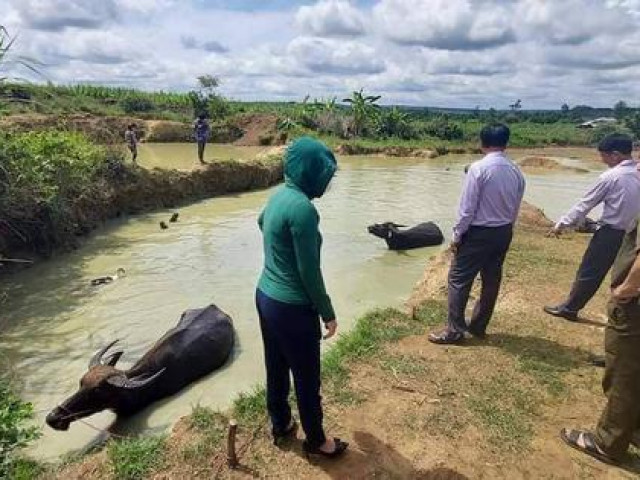 Tin tức trong ngày - Phát hiện thi thể 2 chị em ruột trong ao nước gần nhà