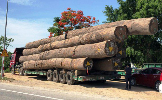Xe đầu kéo chở hàng chục khối gỗ bị tạm giữ. Ảnh: T.Trực