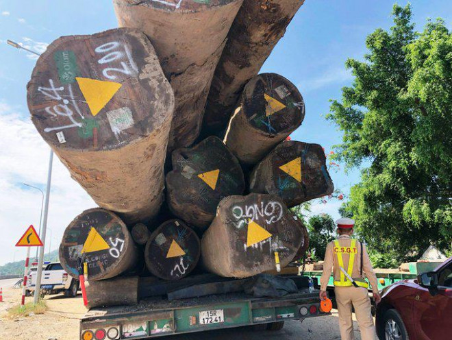 Qua kiểm tra bước đầu, xe đầu kéo chở gỗ vượt hơn 4m so với giấy phép. Ảnh: T.Trực