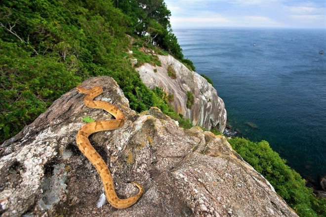 Ilha da Queimada Grande, Brazil: Còn được biết đến với cái tên đảo Rắn, hòn đảo nằm ngoài khơi Brazil này được mệnh danh là một trong những vùng đất nguy hiểm nhất thế giới. Để lên đây, bạn cần sự cho phép và hộ tống của Hải quân Brazil, chưa kể nguy cơ gặp phải những con rắn đầu rìu vàng, một loài có nọc độc giết chết người nhanh chóng. Ảnh: Whenonearth.