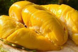 Sức khỏe đời sống - Ăn sầu riêng ngày nắng nóng cần nhất điều này, đây là 4 nhóm người được khuyến cáo không nên ăn