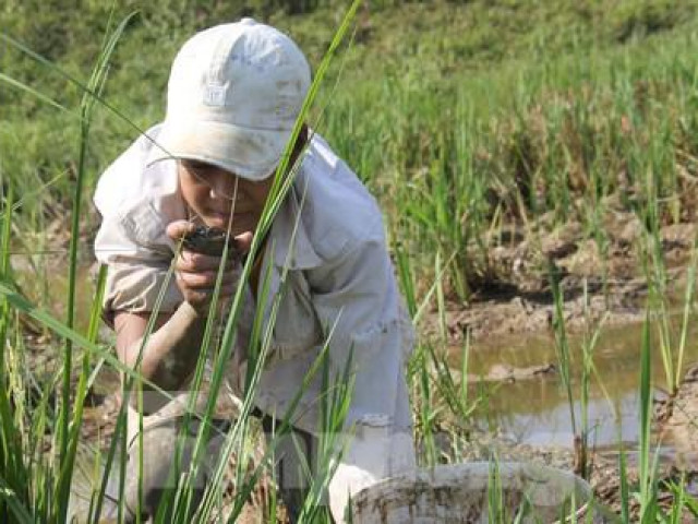 Bắt cua đồng mùa nắng nóng kiếm tiền triệu mỗi ngày