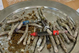 Pháp luật - Phát hiện nhiều lô hàng chuyển phát nhanh chứa hàng nghi cần sa, cỏ Mỹ