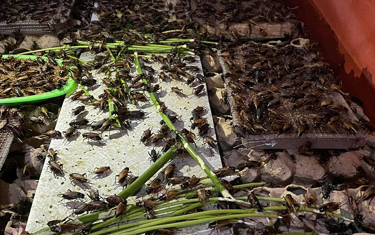 Ngoài ra, loài côn trùng này còn làm thức ăn cho cơ sở nuôi chim, gà, cá cảnh, hay dùng làm mồi câu cá..
