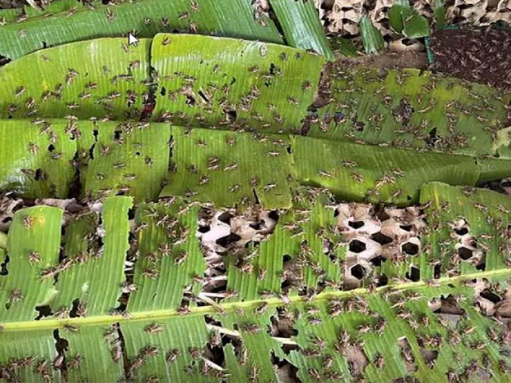 Thị trường - Tiêu dùng - Nuôi loài "không bán kịp là chết sớm", 8X thu mỗi năm hơn 200 triệu