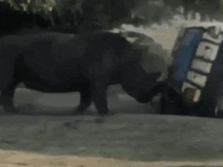 Tê giác nổi điên tấn công hàng loạt ”thợ săn” đồng cỏ