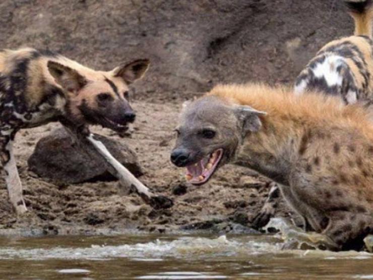 Media - 23 con chó hoang hành hạ "kẻ cắp xấu xa"