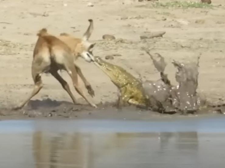 Media - Linh dương "chiến đấu" siêu đẳng khỏi hàm cá sấu