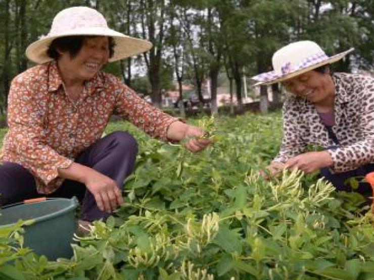 Thị trường - Tiêu dùng - Cây trước mọc dại, cả làng thử trồng bán gần nửa triệu/kg kiếm tiền tỷ