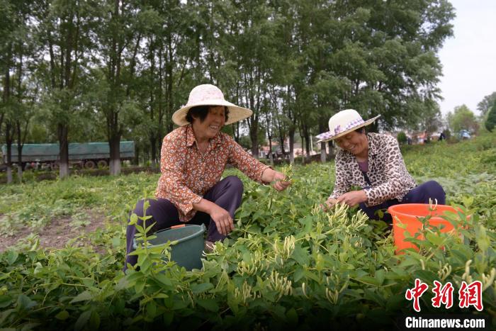 Cây kim ngân hoa trở thành thứ giúp giảm nghèo, nâng cao thu nhập.