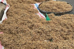 Thị trường - Tiêu dùng - Loài "chết yểu", rình bắt từ nửa đêm bán 300.000 đồng/kg, dân nhậu cực mê