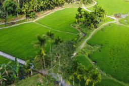 Du lịch - Thăm làng cổ Lộc Yên ở miền trung du xứ Quảng