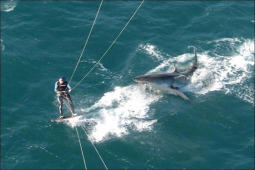 Tranh vui - Tình cờ "chộp" những khoảnh khắc hài hước khiến người xem cười ngất