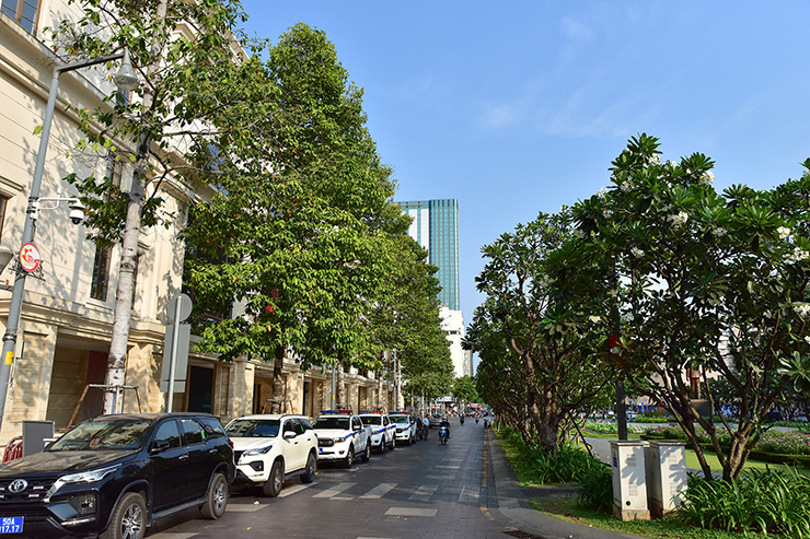 Phố đi bộ Nguyễn Huệ đoạn từ đường Lê Thánh Tôn đến đường Lê Lợi, hàng sao cổ thụ hai bên bị đốn hạ được thay thế bằng những hàng dầu có tuổi đời vài năm, tán nhỏ, cao chót vót. Hai hàng dầu nay cũng đã toả bóng râm bao trùm xung quanh.