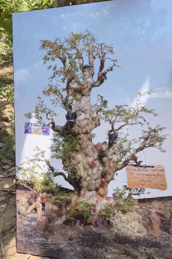 Cây sở hữu dáng thế độc đáo hiếm loài&nbsp;cây cảnh&nbsp;nào sánh bằng.