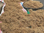 Thị trường - Tiêu dùng - Loài &quot;chết yểu&quot;, rình bắt từ nửa đêm bán 300.000 đồng/kg, dân nhậu cực mê
