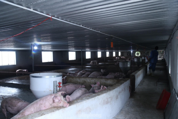 Với tổng đàn lợn hơn 500 con, ông Trần Đức Kiên (SN 1974, trú xóm Tân Đông, xã Tân Thành, huyện Yên Thành, Nghệ An) cho biết mỗi tháng trang trại xuất bán ra thị trường 120 con lợn thịt thương phẩm. Nhưng với giá lợn hơi hiện nay chỉ khoảng 47.000 đồng/kg, thì người nuôi hoàn toàn ‘trắng tay’, đó là chưa tính công chăm sóc. Nếu tình trạng này kéo dài, trang trại lợn của ông rất khó cầm cự.