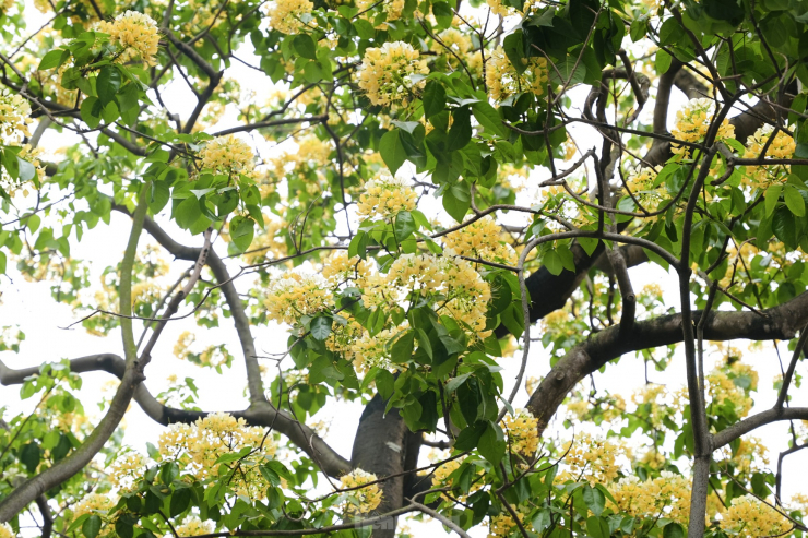 Cây hoa bún còn có tên gọi khác là Bạch hoa hay Màn Màn.