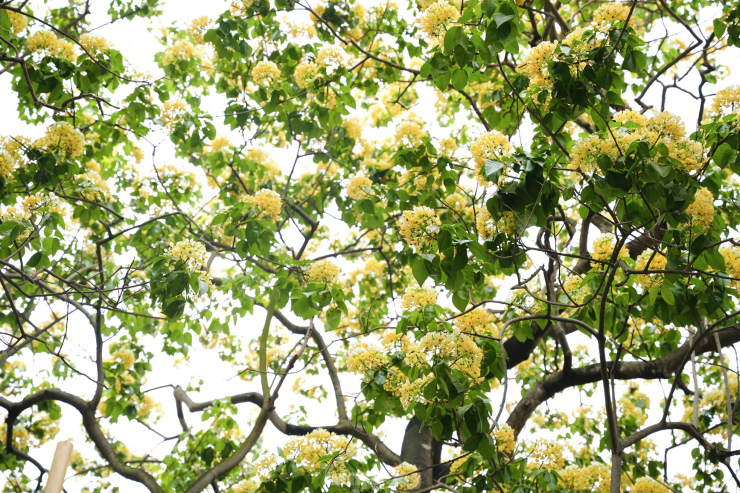 Những ngày đầu tháng 4, cây hoa bún bung nở sắc vàng trắng lung linh đẹp mắt.