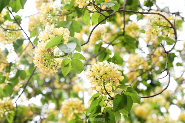 Khi nở, nhụy hoa có hình dáng giống với sợi bún, mỗi chùm hoa giống như một con bún và cả cây hoa thì như 1 rổ bún, bởi vậy người dân nơi đây gọi luôn là cây hoa bún.