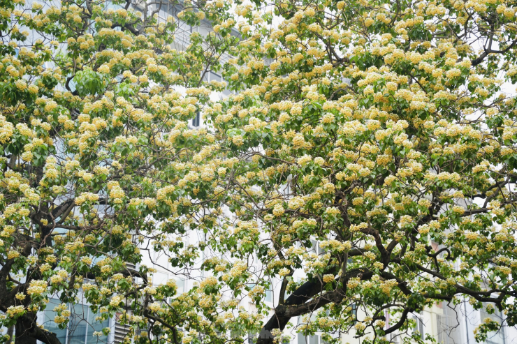 Cây hoa bún với tuổi đời 300 năm tuổi này đã gắn bó với tuổi thơ của rất nhiều người dân nơi đây. Hoa bún được coi như ''báu vật'' của làng nên ai cũng nâng niu, trân trọng.