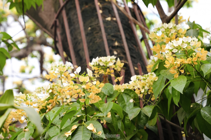 Trong sắc xuân đang về, hoa bún mọc thành từng chùm phía đầu cành, đung đưa trước gió. Cây hoa bún có 2 màu đặc trưng là màu vàng và trắng.