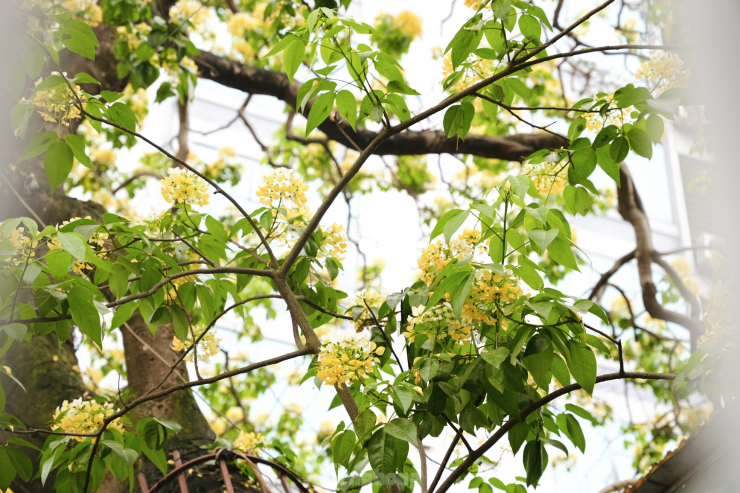 Hoa bún chỉ nở duy nhất một lần trong năm vào độ cuối tháng 3 hoặc đầu tháng 4 dương lịch. Sau một tháng, hoa sẽ tàn.