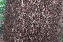 Thị trường - Tiêu dùng - Choáng: Loại tôm lạ ở Việt Nam leo chi chít trên thân cây, dân đi săn "đút túi" tiền triệu/ngày