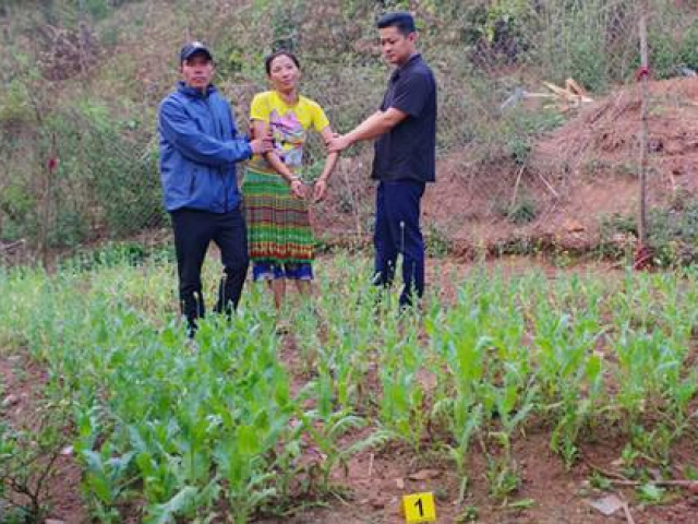 Pháp luật - Người phụ nữ trồng gần 600 cây thuốc phiện trong vườn
