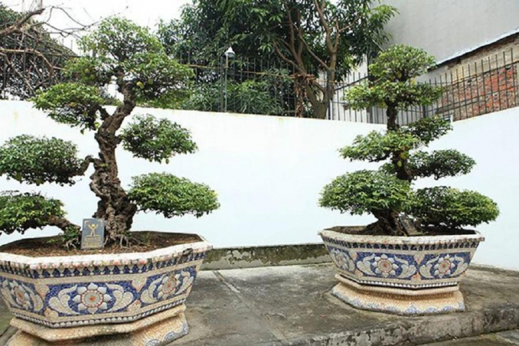 Cặp khế cổ “vợ chồng” trong sân vườn nhà đại gia Toàn "Đô la" trị giá 10 tỷ đồng.