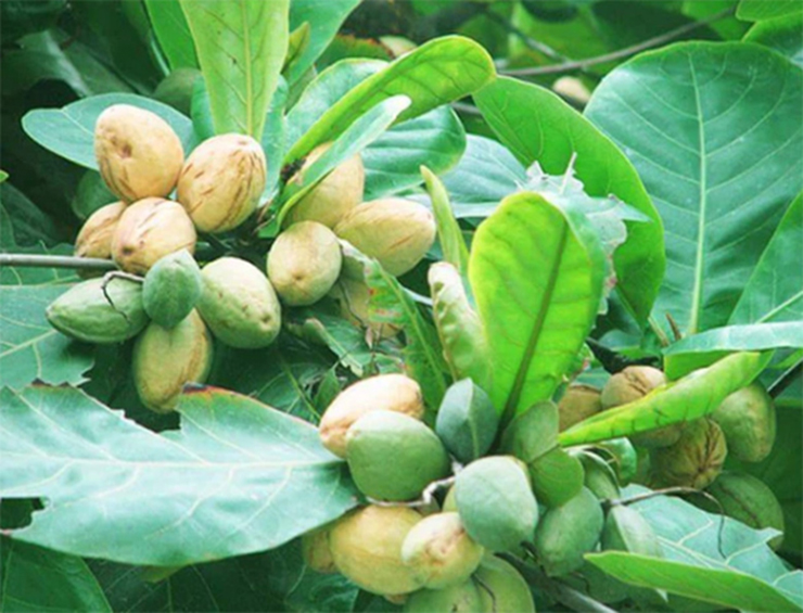 Cây bàng gắn với tuổi thơ rực rỡ của tuổi học trò. Quả bàng có màu xanh, khi chín chuyển sang màu vàng rồi rụng xuống, nó có vị chua chua, ngọt ngọt, chát chát.&nbsp;
