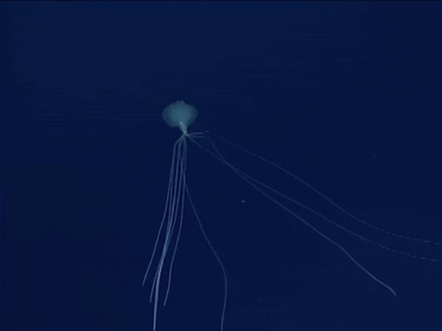 Thả camera sâu 2.400 mét xuống biển, bắt gặp con vật ”ma quái” với xúc tu dài hơn 6 mét
