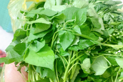 Thị trường - Tiêu dùng - Loại rau dại nay bán 30.000 đồng/kg, mới bán đã "bay" hàng chục cân
