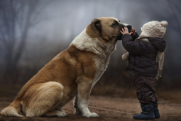 Media - Chó đánh đuổi gấu và những thú cưng hóa "anh hùng" cứu chủ