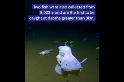 Thế giới - Video: Thả camera xuống đáy biển, phát hiện cá "ma" sinh sống ở độ sâu chưa từng thấy