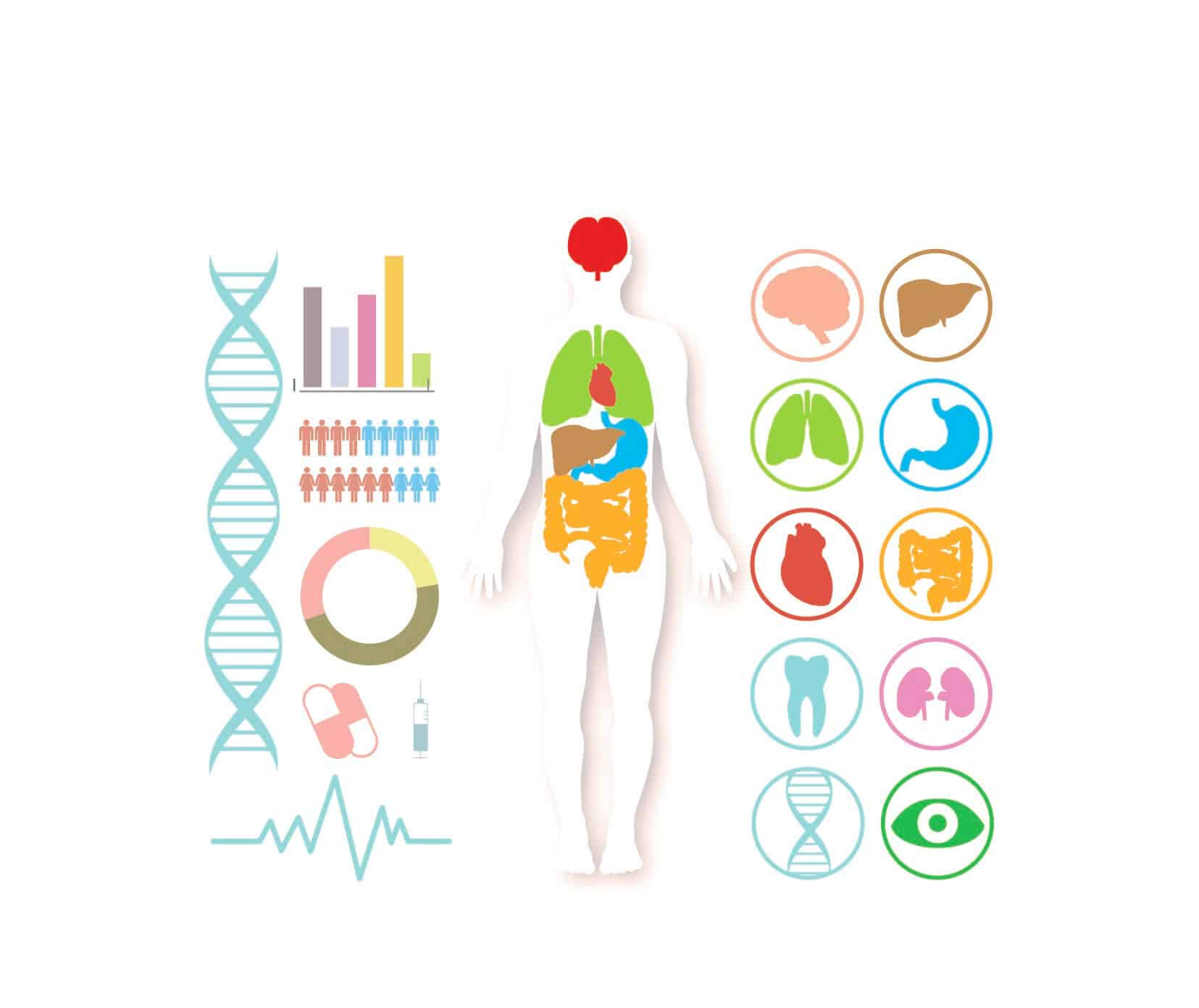 Bổ sung NMN giúp cải thiện các vấn đề sức khỏe tại nhiều cơ quan, bộ phận trong cơ thể (Ảnh minh họa)