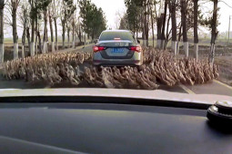 Video: Lạ lùng cảnh hàng trăm con vịt đi vòng quanh chiếc xe ô tô