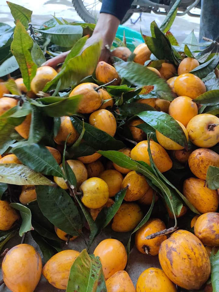 Quả trứng gà có loại trái tròn, có loại trái dài và loại trái hình tim. Loại quả này trước đây được trồng ở khắp các miền quê Việt Nam
