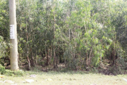 Pháp luật - “Mây mưa” trong rừng, đôi nam nữ ngoại tình gặp kết cục thương tâm