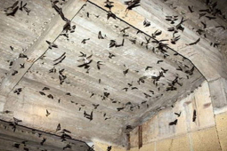 Thị trường - Tiêu dùng - Thứ "cực phẩm" ở Việt Nam lấy được từ thế kỷ 13, dân Trung Quốc đổ "núi tiền" mua ăn