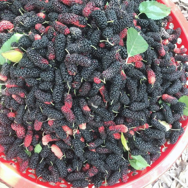 Loại quả thâm đen, nhìn như sâu róm có sức hút vô cùng lớn, được nhiều người tìm mua - 2