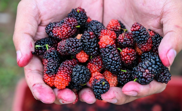 Hiện dâu tằm đang vào vụ nên giá khá rẻ