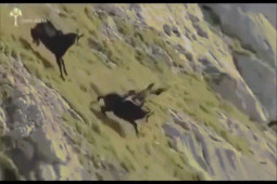Video: Dê núi tung ”chiêu độc” thoát khỏi móng vuốt đại bàng